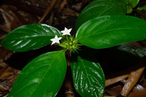 Splash-of-white