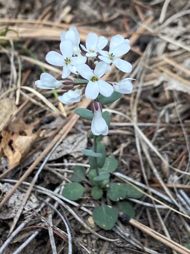 Fendler's Pennycress