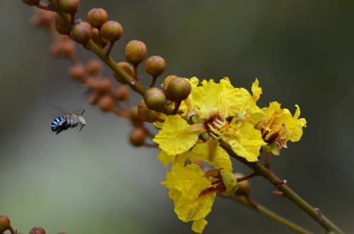 Yellow Flame Tree