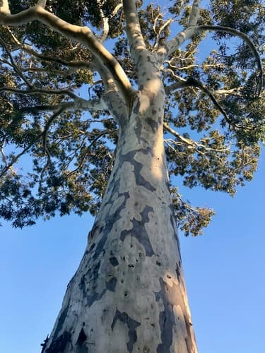 Spotted Gum Bonsai