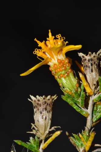 Pricklyleaf Dogweed