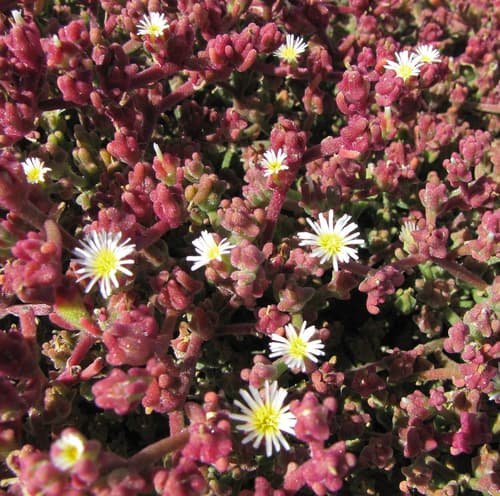 Slender Iceplant