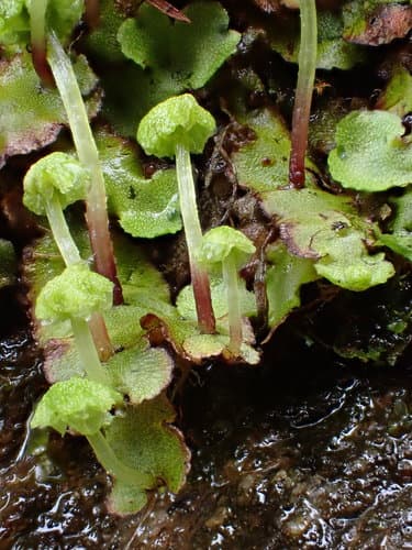 Narrow Mushroom-headed Liverwort