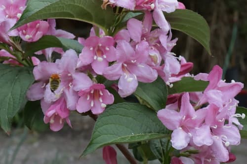 Old Fashioned Weigela Bonsai