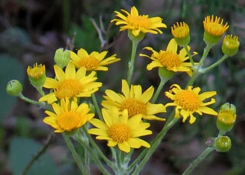 Prairie Groundsel