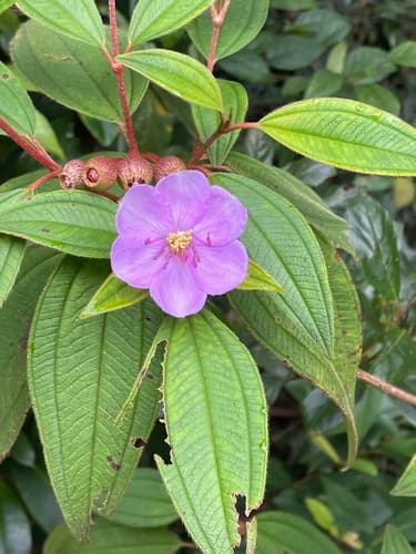 Malabar Melastome