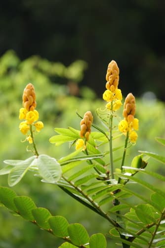 Candelabra Bush