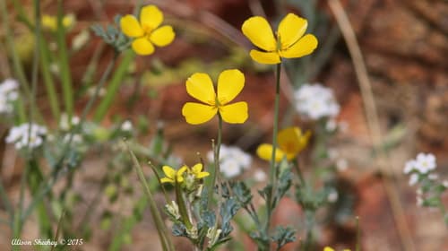 Little Gold Poppy