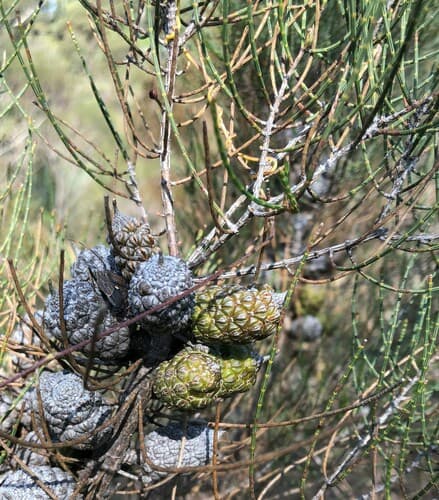 Slaty Sheoak Bonsai