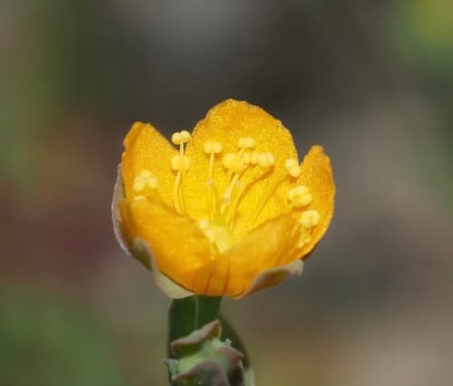 Bog St. John's-wort