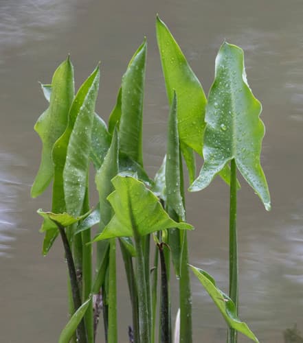 Green Arrow Arum
