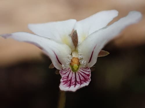 Viola adenothrix Flower