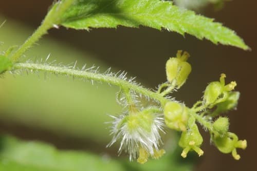 Nettleleaf Noseburn