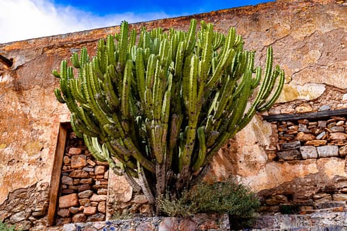 Blue Myrtle-cactus