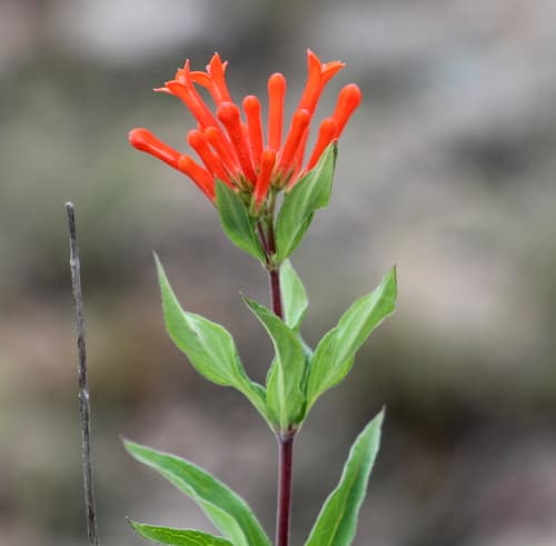 Firecracker Bush