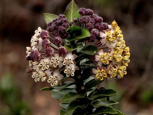 Wild Cotton