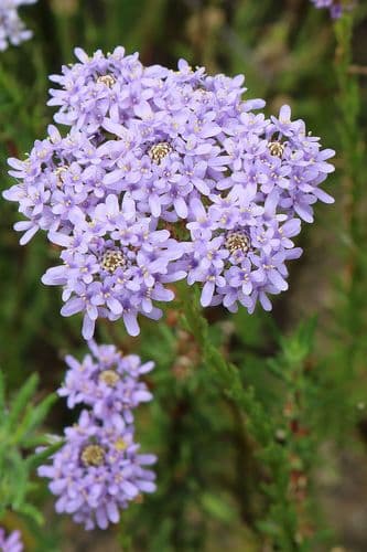 Fineleaf Puffbush