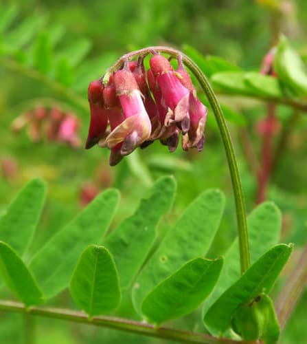Giant Vetch