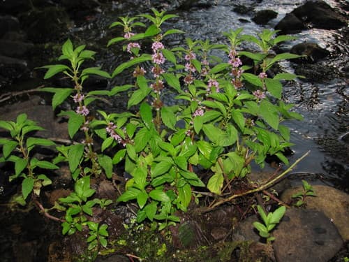 Corn Mint