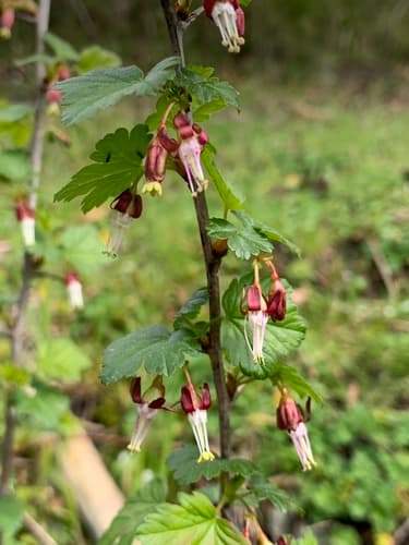 Spreading Gooseberry Bonsai
