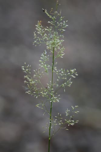 Colonial Bent Grass