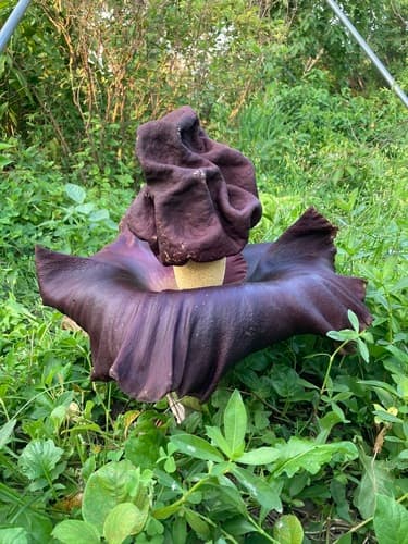 Elephant Foot Yam
