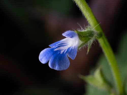 River sage
