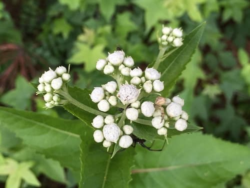 Wild Quinine