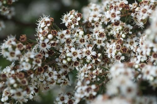 rawirinui