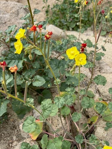 heartleaf suncup