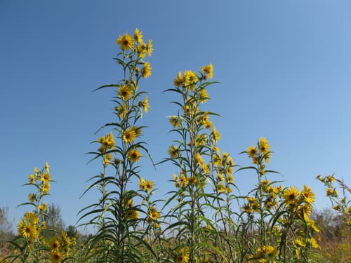 Maximilian Sunflower (Not a Bonsai)
