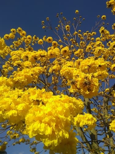 Golden Trumpet-tree Bonsai