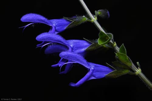 Anise-scented sage