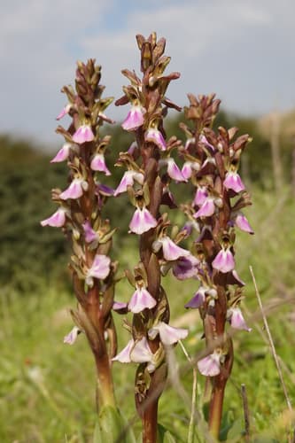 Fan-lipped Orchid