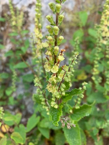 Woodland Germander