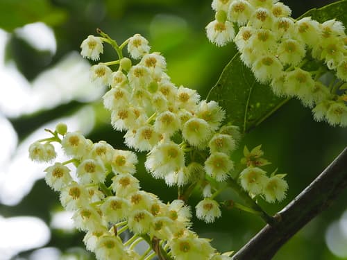 Ceylon olive
