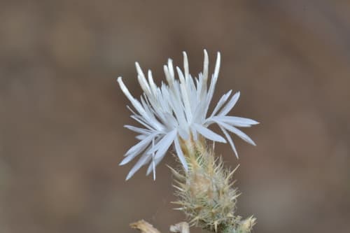 Diffuse Knapweed