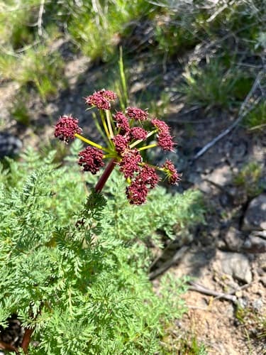 Carrotleaf Biscuitroot