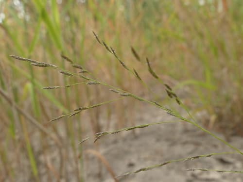 purple love grass