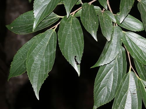 Nilgiri elm