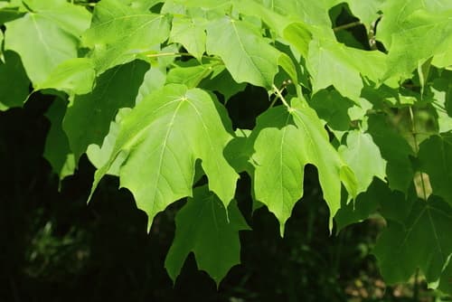 Black Maple Bonsai