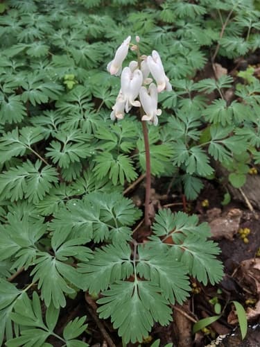 Squirrel Corn Wildflower