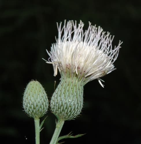 Nuttall's Thistle