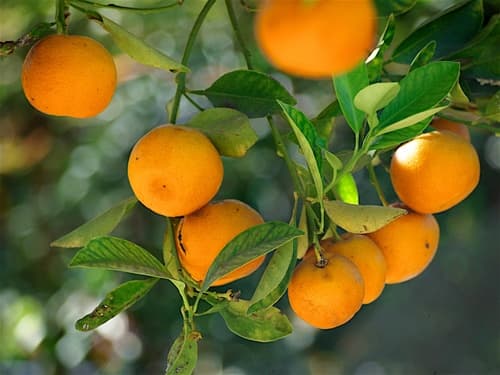 Tangerine Bonsai