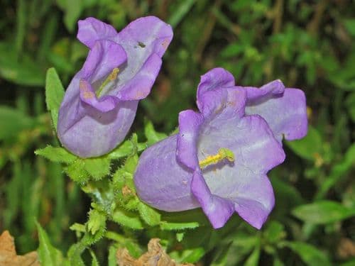Canterbury-bells