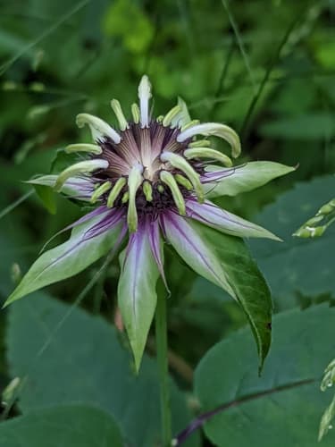 White Bergamot