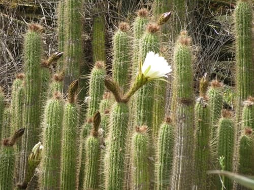 Torch Cactus