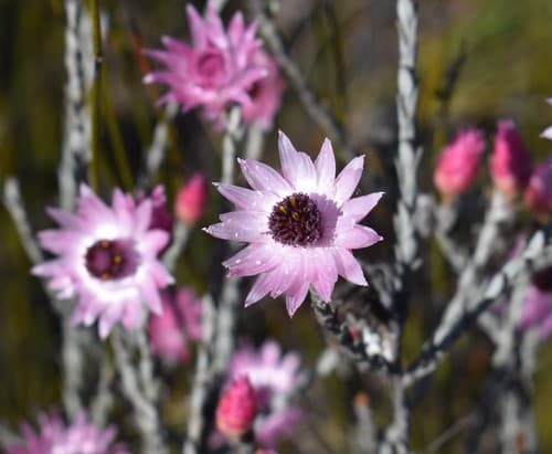 Pink Sewejaartjie