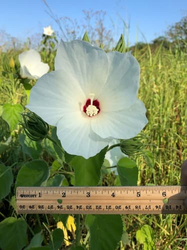 Woolly Rosemallow