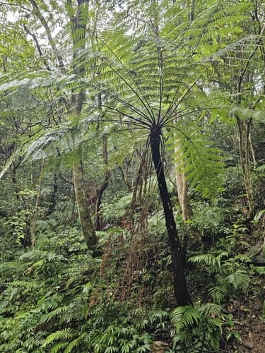 Spiny Tree Fern